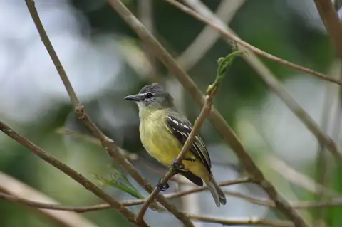 White-lored Tyrannulet