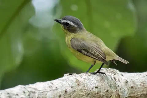Yellow-bellied Tyrannulet