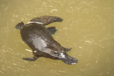 Platypus