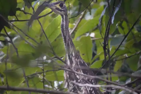 White-eared Night Heron