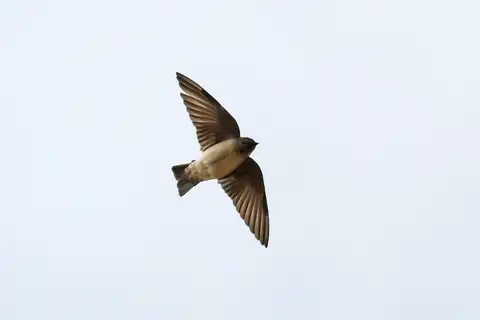 Andean Swallow