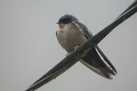 Brown-bellied Swallow