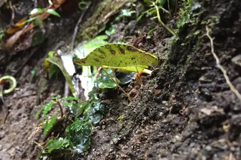 Orophus tessellatus