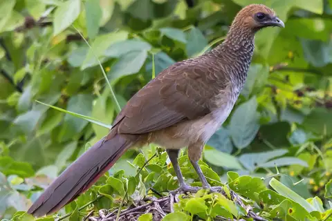 East Brazilian Chachalaca