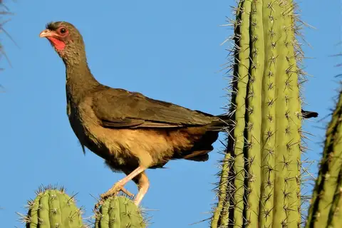 Chaco Chachalaca