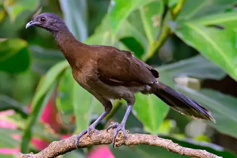 Grey-headed Chachalaca