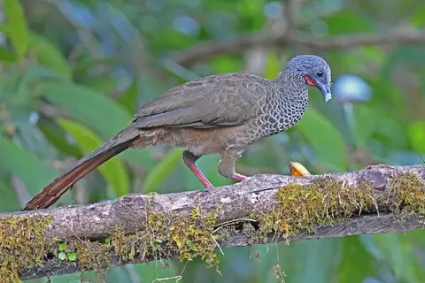 Colombian Chachalaca