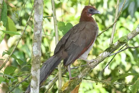 Rufous-headed Chachalaca