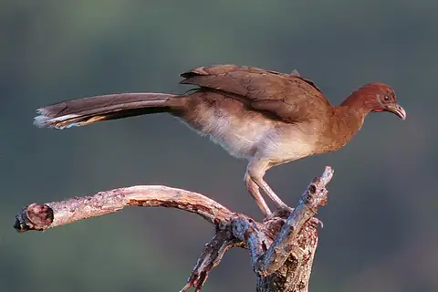 Chestnut-winged Chachalaca