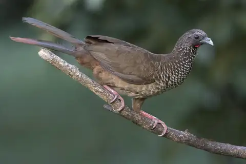 Speckled Chachalaca