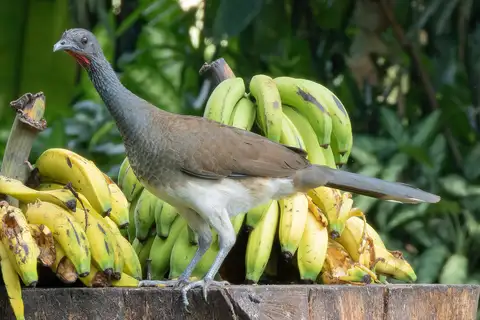 White-bellied Chachalaca