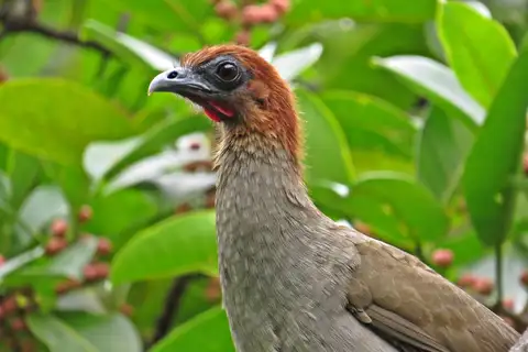 Little Chachalaca