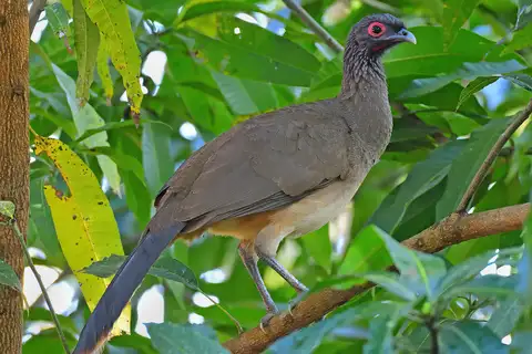 West Mexican Chachalaca