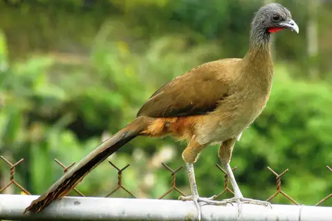 Rufous-vented Chachalaca