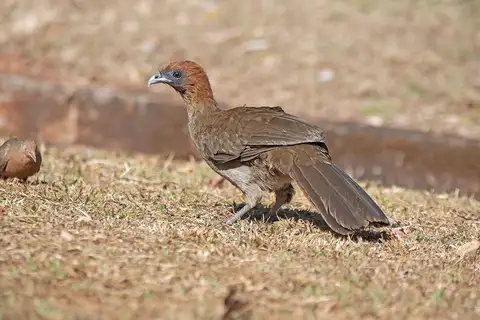 Chestnut-headed Chachalaca