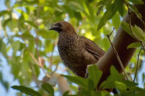 Scaled Chachalaca