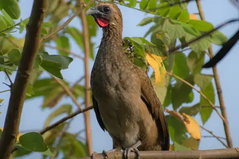 Buff-browed Chachalaca
