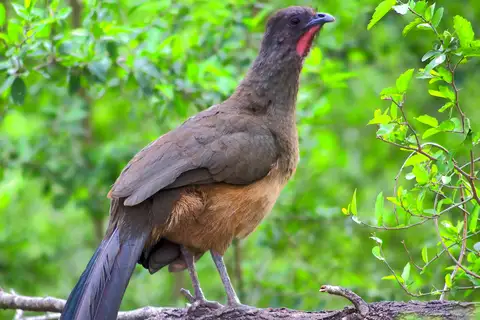 Plain Chachalaca