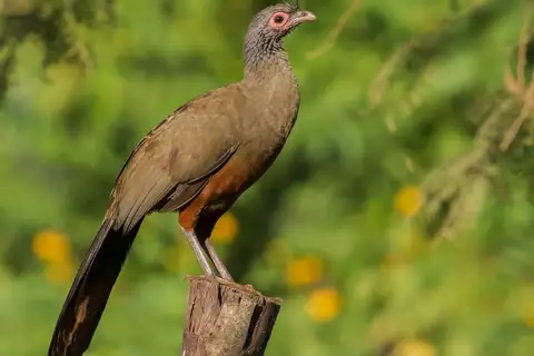 Rufous-bellied Chachalaca