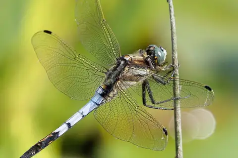 White-tailed Skimmer