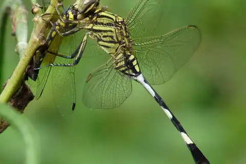 Slender Skimmer