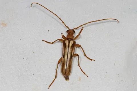 Ortholeptura valida
