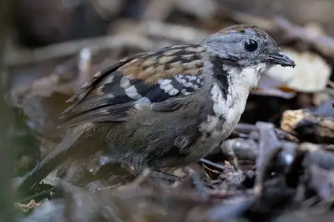 Australian Logrunner