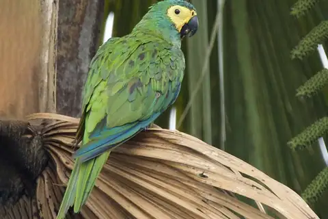 Red-bellied Macaw