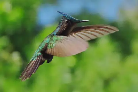 Antillean Crested Hummingbird