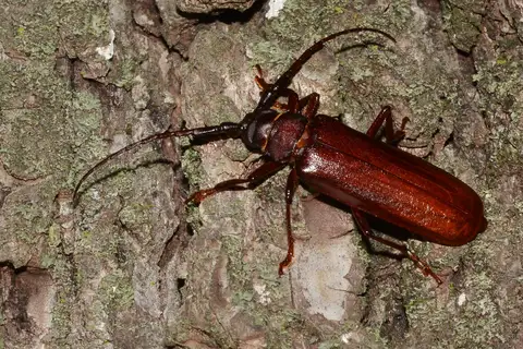 Brown Prionid