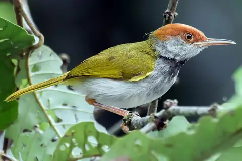 Dark-necked Tailorbird