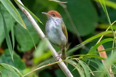 Visayan Tailorbird