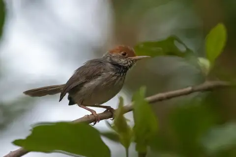 Cambodian Tailorbird