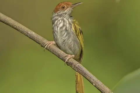 Green-backed Tailorbird