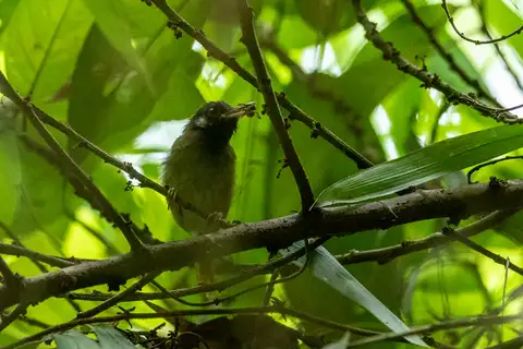 White-eared Tailorbird