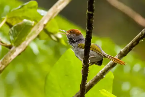 Grey-backed Tailorbird