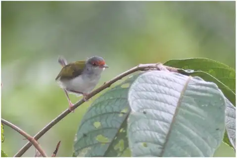 Rufous-fronted Tailorbird