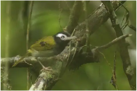 Black-headed Tailorbird