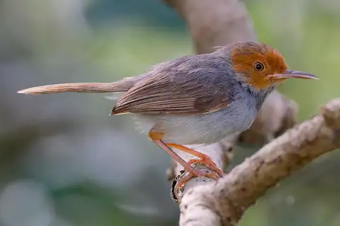 Ashy Tailorbird