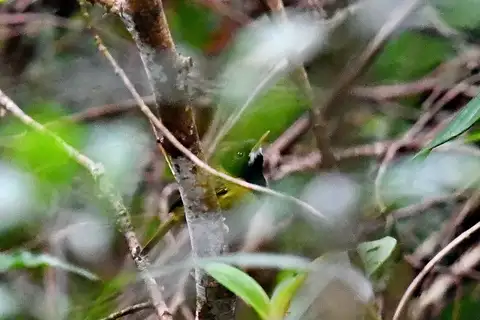 Yellow-breasted Tailorbird