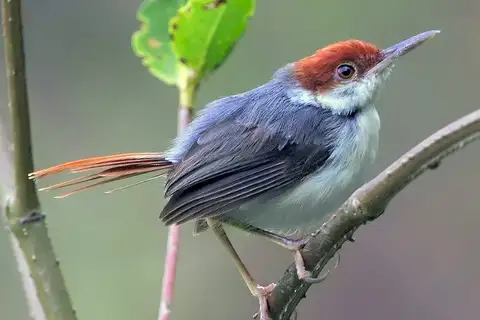 Rufous-tailed Tailorbird