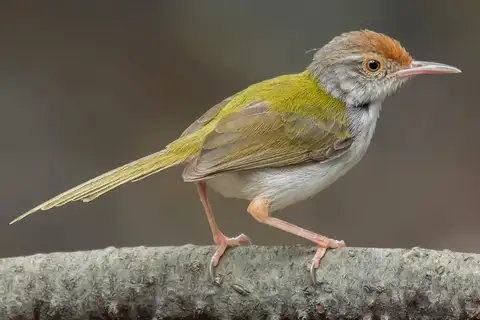 Common Tailorbird