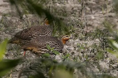 Swamp Francolin