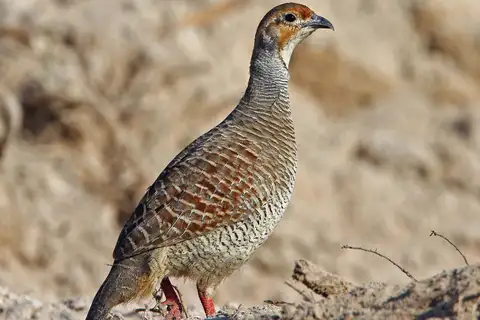 Grey Francolin