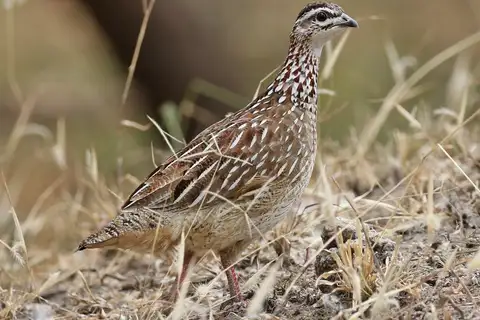 Crested Francolin