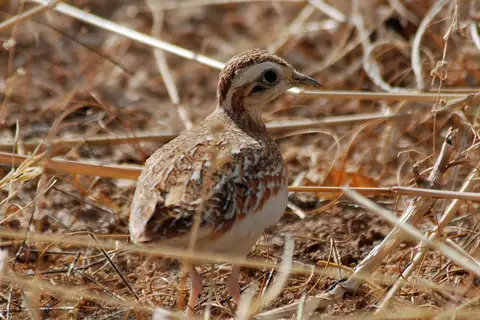 Quail-plover
