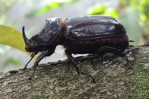 Coconut Rhinoceros Beetle