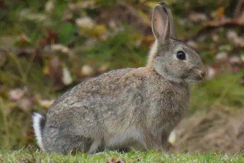 European Rabbit