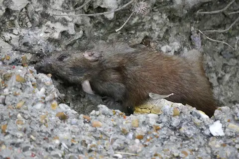 Northwestern Marsh Rice Rat