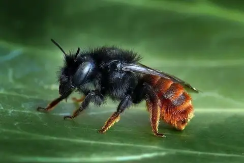 Red-tailed Mason Bee